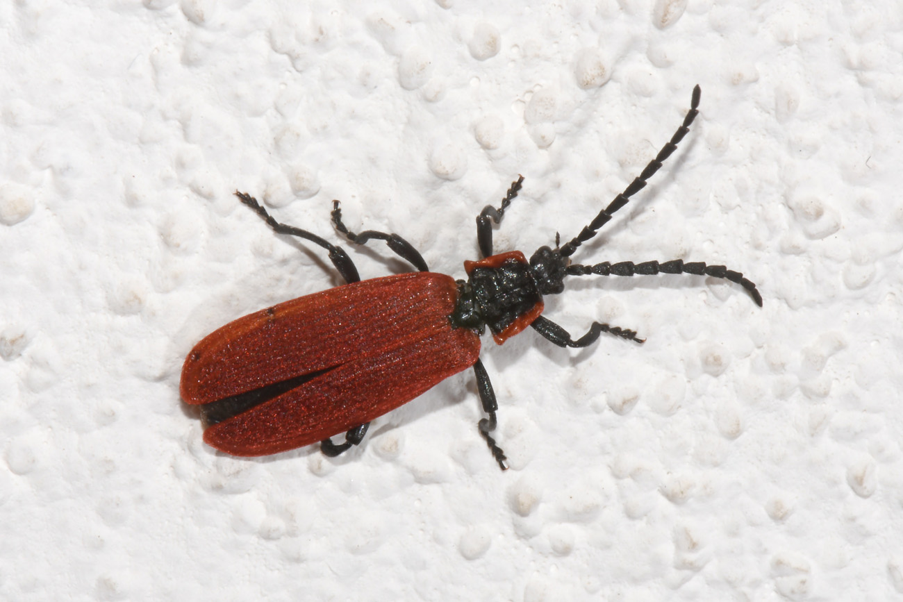 Lycidae:  Lygistopterus anorachilus